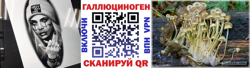 наркошоп  Чусовой  Псилоцибиновые грибы Psilocybe 